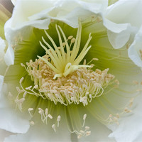 Buy canvas prints of San Pedro Cactus Flower by K. Appleseed.