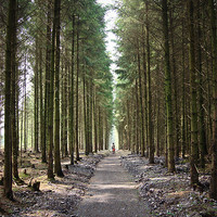 Buy canvas prints of Haldon Forest, The famly trail..... by K. Appleseed.