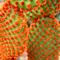 Buy canvas prints of Cactus in furry flower by K. Appleseed.