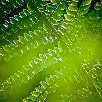 Buy canvas prints of Fern abstract by K. Appleseed.