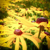 Buy canvas prints of Yellow Rudbeckia by K. Appleseed.