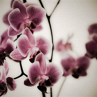 Buy canvas prints of Pink Orchids by K. Appleseed.