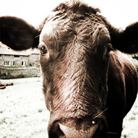 Buy canvas prints of Moo Cow With big Sad eyes. by K. Appleseed.