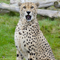 Buy canvas prints of murphy the cheetah by ray orchard
