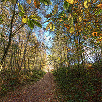 Buy canvas prints of Woodland pathway by Tony Bates