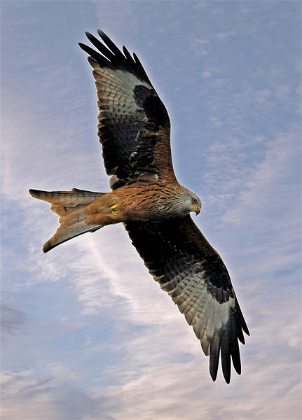 Red Kite Framed Mounted Print by Tony Bates