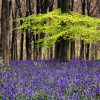 Buy canvas prints of bluebell woodland by Tony Bates