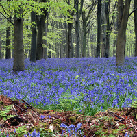 Buy canvas prints of bluebell woodland by Tony Bates