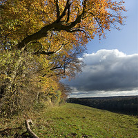 Buy canvas prints of Autumn trees by Tony Bates