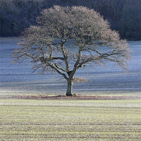 Buy canvas prints of Frosted tree by Tony Bates