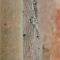 Buy canvas prints of Tree bark by Tony Bates