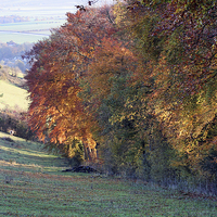 Buy canvas prints of Autumn colours by Tony Bates