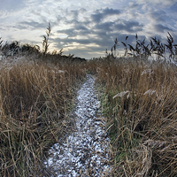 Buy canvas prints of Path through reed bed by Tony Bates