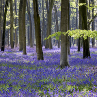 Buy canvas prints of  Bluebell Woodland by Tony Bates