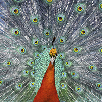Buy canvas prints of  Peacock by Tony Bates