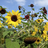 Buy canvas prints of  Sun flowers by Tony Bates