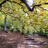 Buy canvas prints of  Sulham Woods by Tony Bates