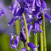 Buy canvas prints of Bluebells by Tony Bates