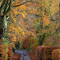 Buy canvas prints of Country Lane autumn colours by Tony Bates