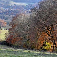 Buy canvas prints of Lardon Chase, the Holies and Lough Down by Tony Bates