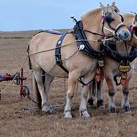 Buy canvas prints of Ploughing Horses by Tony Bates