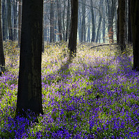 Buy canvas prints of Bluebell Wood by Tony Bates