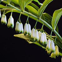 Buy canvas prints of Lily of the Valley by Tony Bates