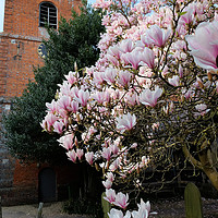 Buy canvas prints of Magnolia tree Pangbourne church by Tony Bates