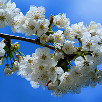 Buy canvas prints of Cherry Blossom by Tony Bates