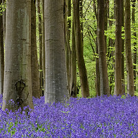 Buy canvas prints of Bluebell woodland by Tony Bates