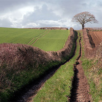 Buy canvas prints of Country Lane by Tony Bates