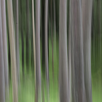 Buy canvas prints of Pine trees vertical blur by Tony Bates