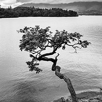 Buy canvas prints of Derwent water tree by Tony Bates