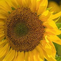Buy canvas prints of Sunflower by Tony Bates