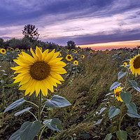 Buy canvas prints of Sunflowers by Tony Bates