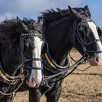 Buy canvas prints of Ploughing Horses by Tony Bates