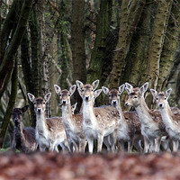 Buy canvas prints of Fallow Deer by Tony Bates