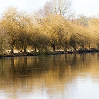 Buy canvas prints of Willows by the Thames by Tony Bates