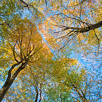 Buy canvas prints of Beech tree autumn colours by Tony Bates