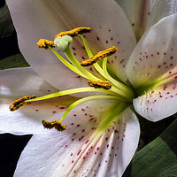 Buy canvas prints of Lily flower by Tony Bates