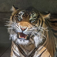 Buy canvas prints of Sumatran Tigers by Tony Bates