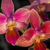 Buy canvas prints of Orchid flowers at Kew gardens by Tony Bates