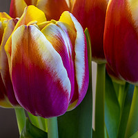 Buy canvas prints of Tulip flowers by Tony Bates