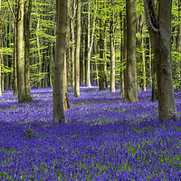 Buy canvas prints of Bluebell Woodland by Tony Bates