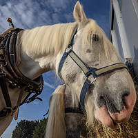 Buy canvas prints of Heavy Ploughing Horse by Tony Bates