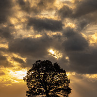Buy canvas prints of tree silhouette by Tony Bates