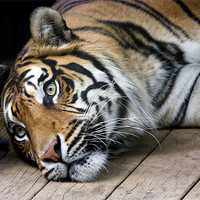 Buy canvas prints of Sumatran tiger by Tony Bates