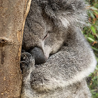 Buy canvas prints of Koala bear in tree by Tony Bates