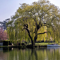 Buy canvas prints of Weeping willow on the Thames by Tony Bates