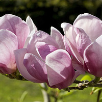 Buy canvas prints of Magnolia Flowers by Tony Bates